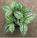 3" Pilea Aluminum